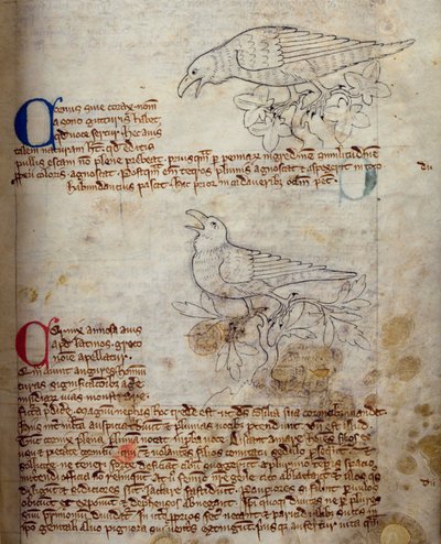 Corbeau et corneille, du Bestiaire - English School