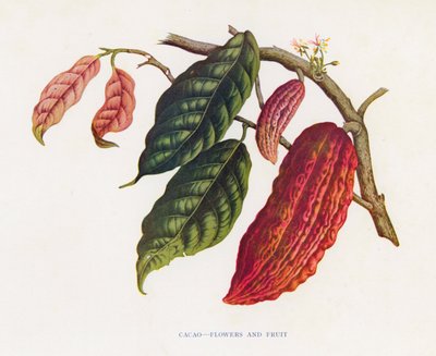 Cacao, fleurs et fruits - English School