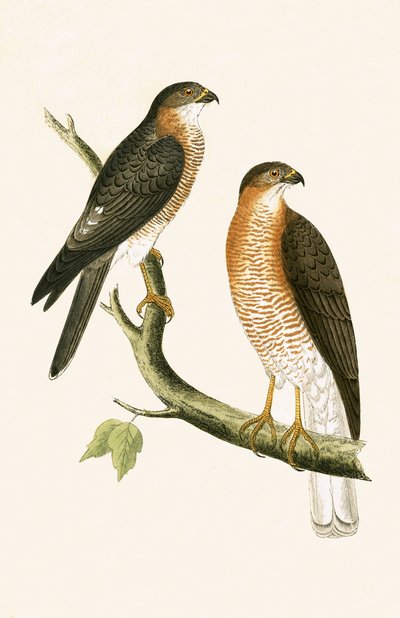 Épervier de Calcutta, illustration de 