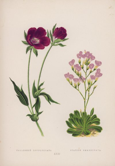 Callirhoe Involucrata; Statice Emarginata - English School