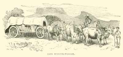 Chariot à bœufs du Cap - English School