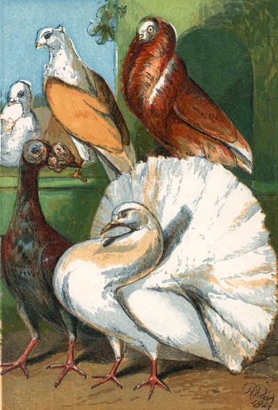Pigeons porteurs, pigeons paons et pigeons de fantaisie - English School