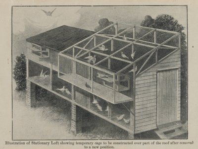 Pigeons voyageurs en guerre, mars 1918 - English School