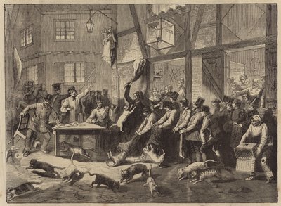 Course de chats à Liège - English School