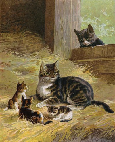 Chat avec ses chatons dans une grange - English School