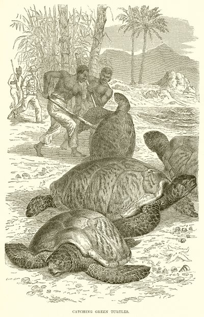 Capture de tortues vertes - English School