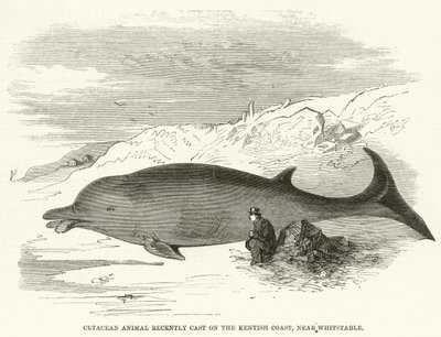 Cétacé récemment échoué sur la côte du Kent, près de Whitstable (gravure) - English School