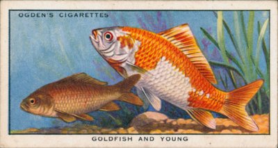 Changement de couleur chez les poissons jeunes et adultes, les poissons rouges et les jeunes (lithographie couleur) - English School