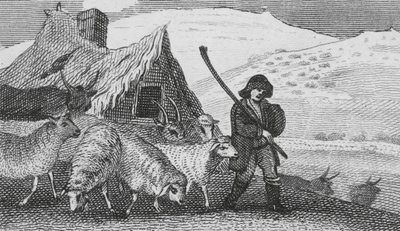 Bergers de Cheviot - English School