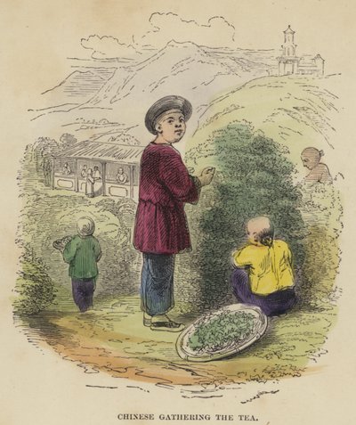 Les Chinois récoltant le thé - English School