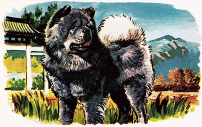Chow-Chow - English School