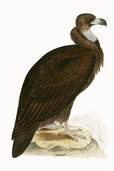 Vautour moine, illustration de 