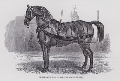 Cheval de carrosse Cleveland Bay (gravure) - English School
