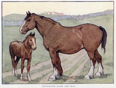 Jument et poulain Clydesdale - English School
