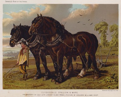 Étalon et jument Clydesdale, propriété du colonel Loyd Lindsay, VC, MP - English School