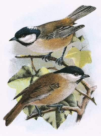Mésange charbonnière (en haut) et mésange nonnette (en bas) - English School