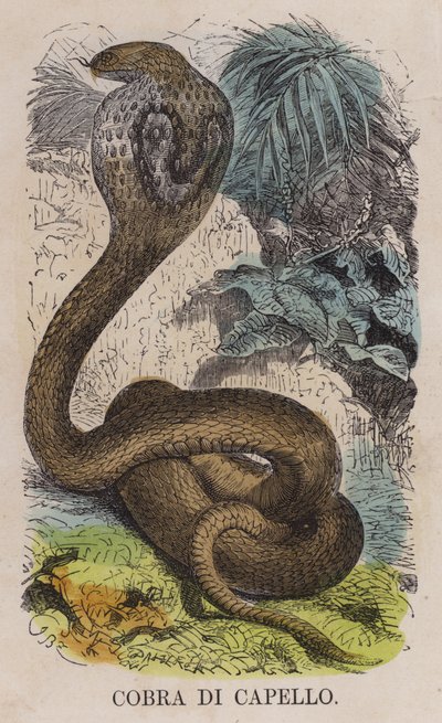 Cobra Di Capello - English School