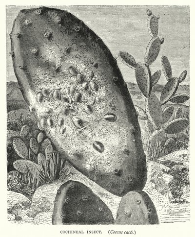 Insecte Cochenille, Coccus cacti - English School