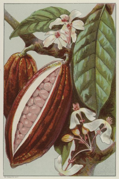 Fleurs et gousses de cacao, montrant l