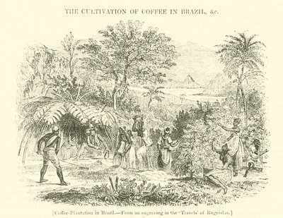 Plantation de café au Brésil - English School