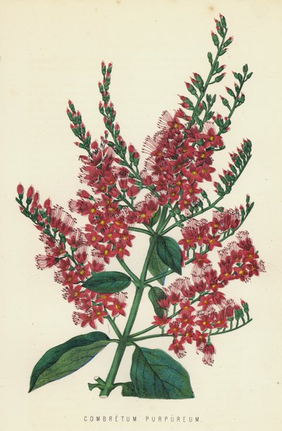 Combretum Purpureum - English School