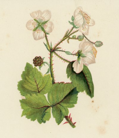 Ronce commune ou mûre, Rubus Fruticosus - English School