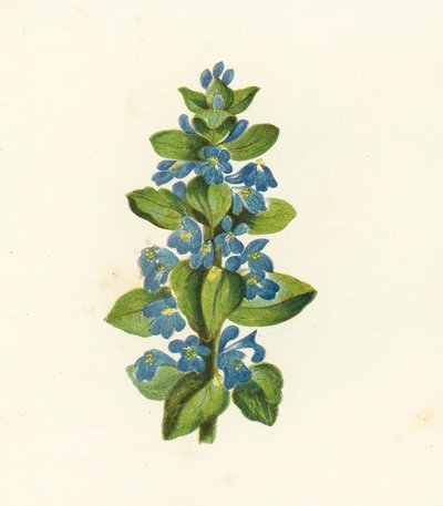Bugle rampante, Ajuga Reptans - English School