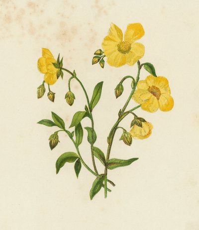 Ciste Commun, Helianthemum Vulgare - English School