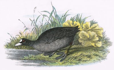 Foulque macroule - English School