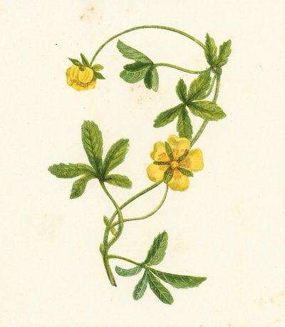 Potentille rampante, Potentilla Reptans - English School