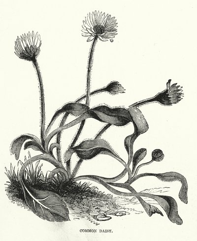 Marguerite (gravure) - English School