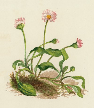 Pâquerette, Bellis Perennis - English School