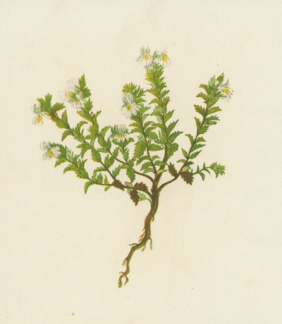 Euphraise commune, Euphrasia Officinalis - English School