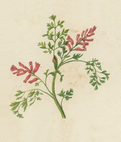 Fumeterre officinale, Fumaria Officinalis - English School