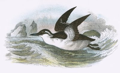Guillemot de Troïl - English School