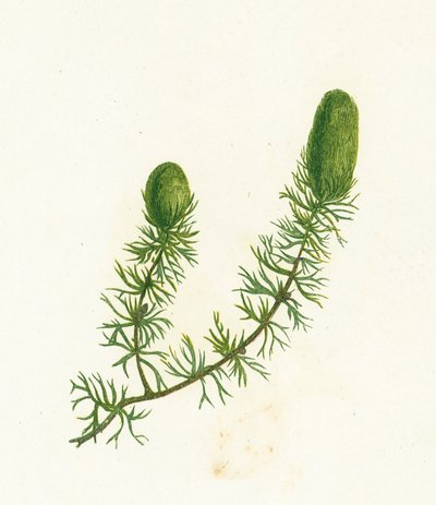 Cératophylle épineux, Ceratophyllum Demersum - English School