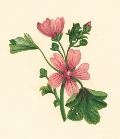 Mauve commune (Malva sylvestris) - English School