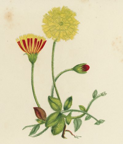 Épervière piloselle (Hieracium pilosella) - English School