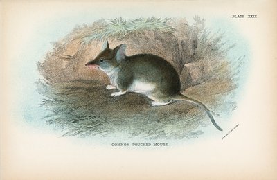 Souris à poche commune - English School