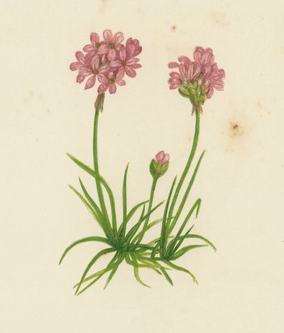 Statice Armeria - English School