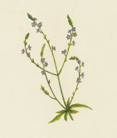 Verveine officinale, Verbena Officinalis - English School