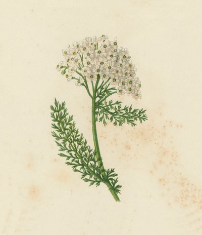 Achillée Millefeuille, Achillea Millefolium - English School