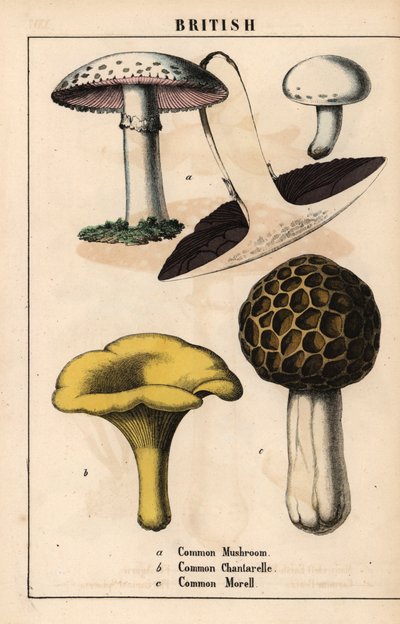 Champignon commun Agaricus, chanterelle dorée Cantharellus cibarius et morille Morchella esculenta, de 