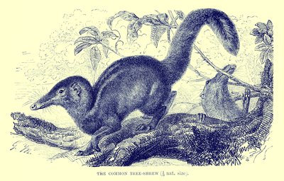 Musaraigne commune, illustration tirée de "The Royal Natural History" (lithographie) - English School
