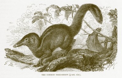 Toupaye commune, illustration de The Royal Natural History - English School