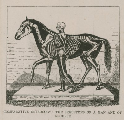 Ostéologie comparative - English School