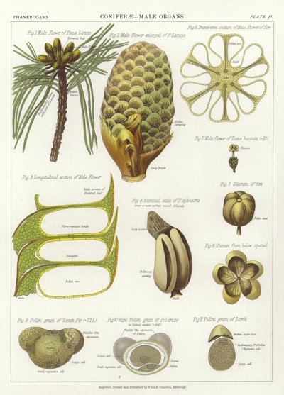 Conifères, organes mâles - English School