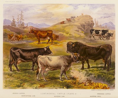 Bétail continental - English School