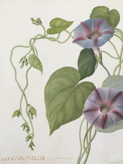 Convolvulus Purpurus - English School