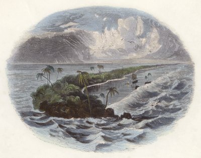 Récifs coralliens (gravure en couleur) - English School